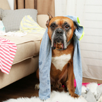 dog covered in clothes